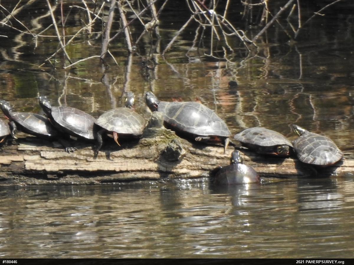 Eastern Painted Turtle
