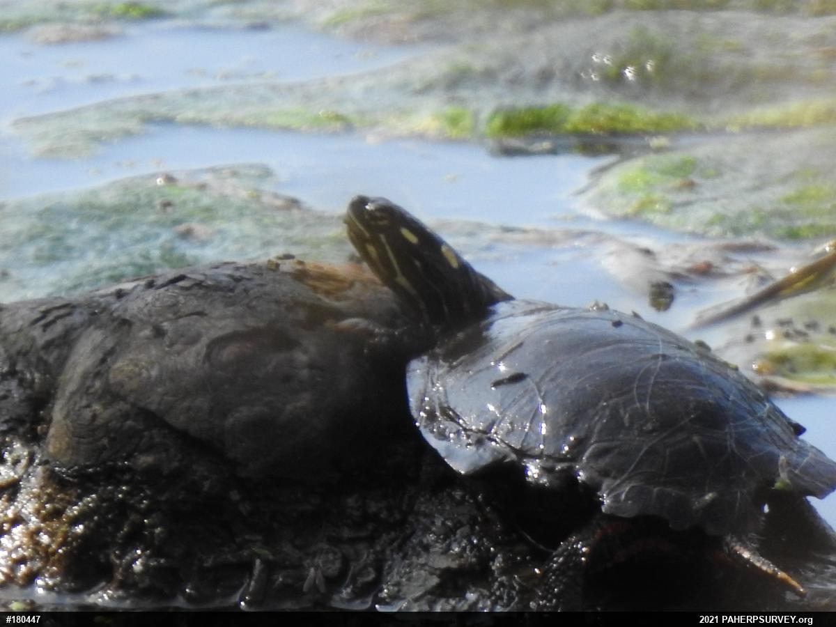 Eastern Painted Turtle