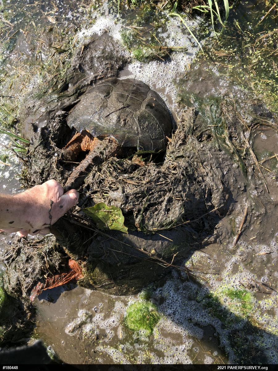 Snapping Turtle