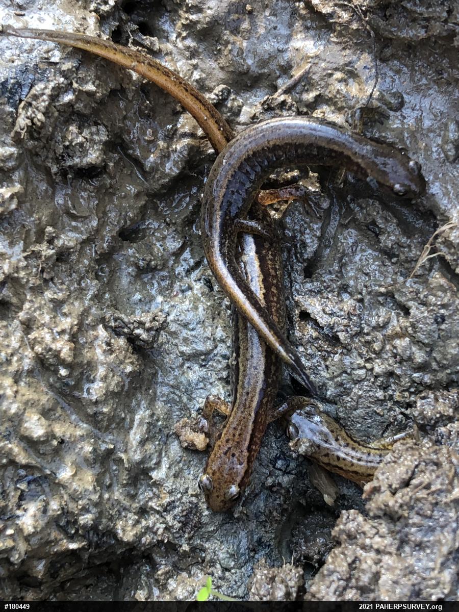 Northern Two-lined Salamander