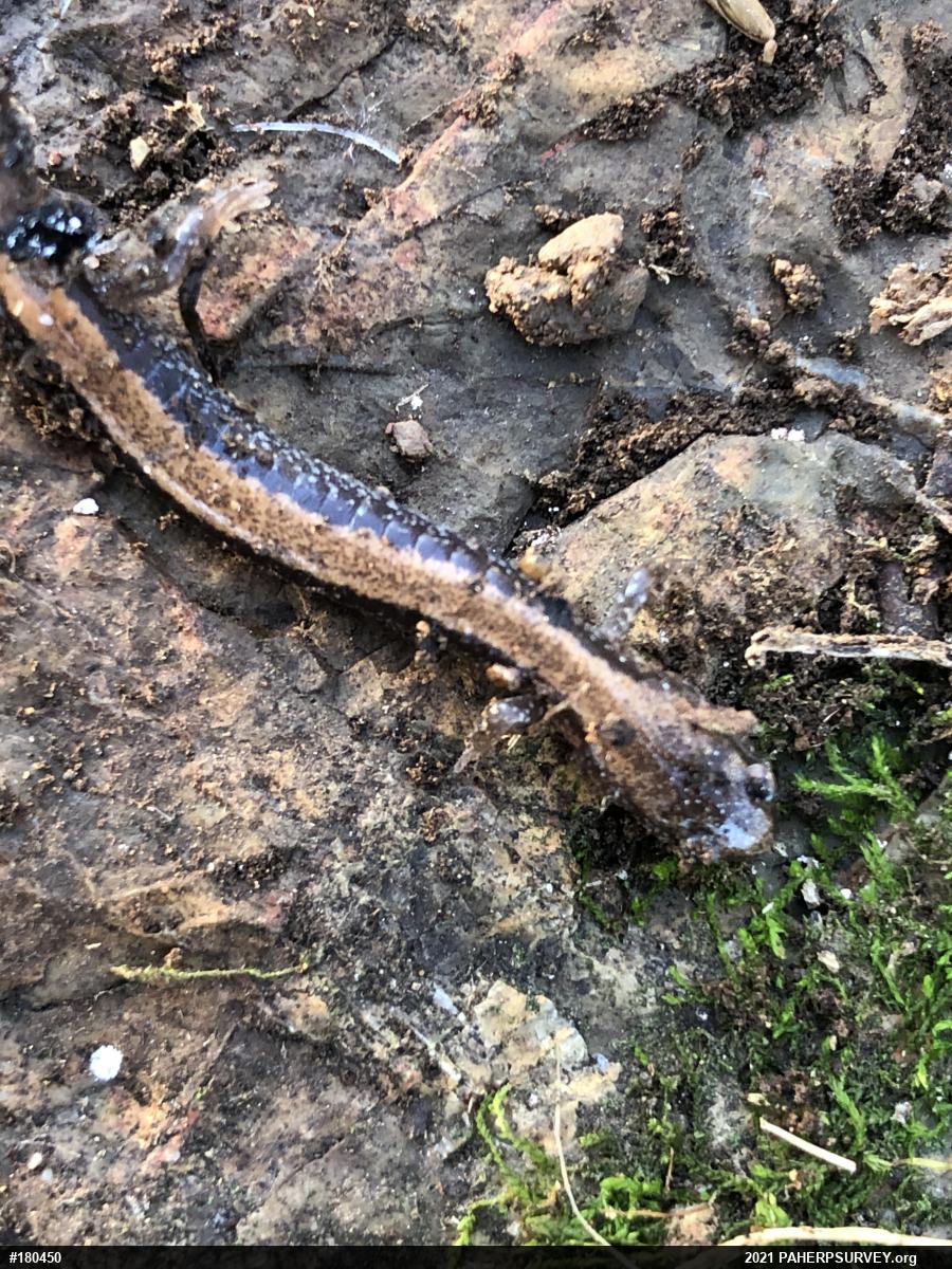 Eastern Red-backed  Salamander