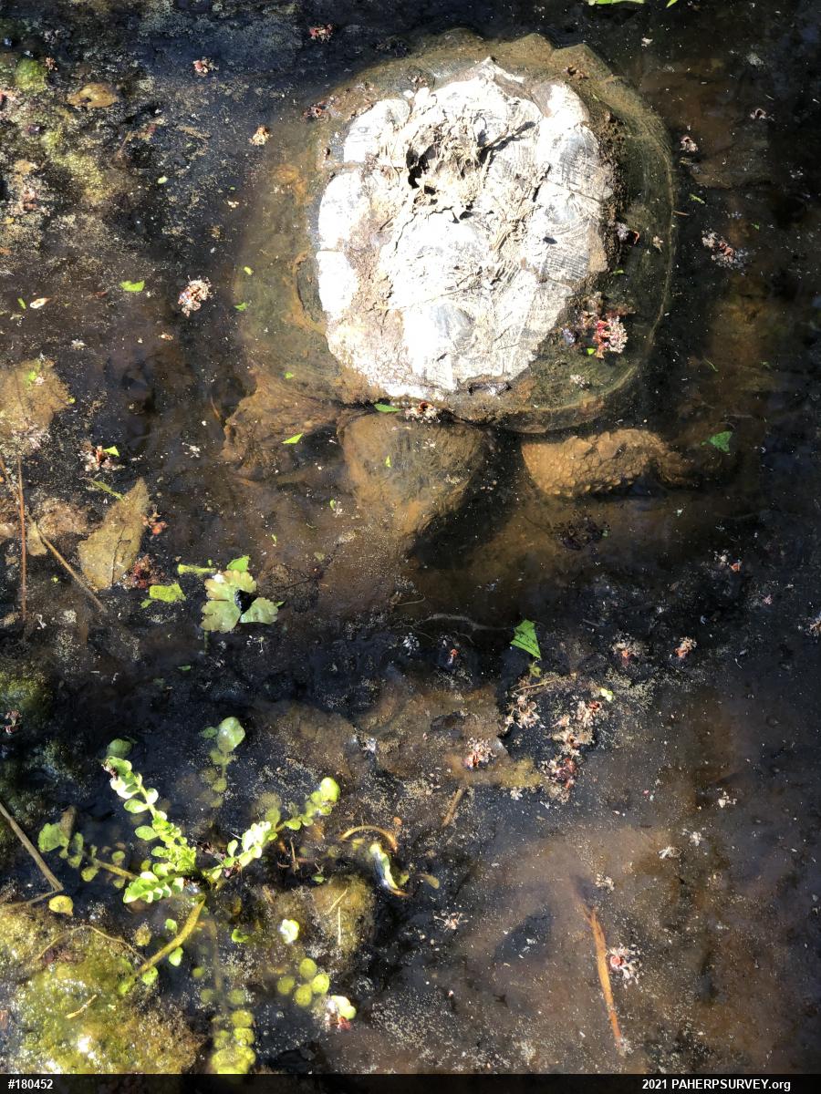 Snapping Turtle