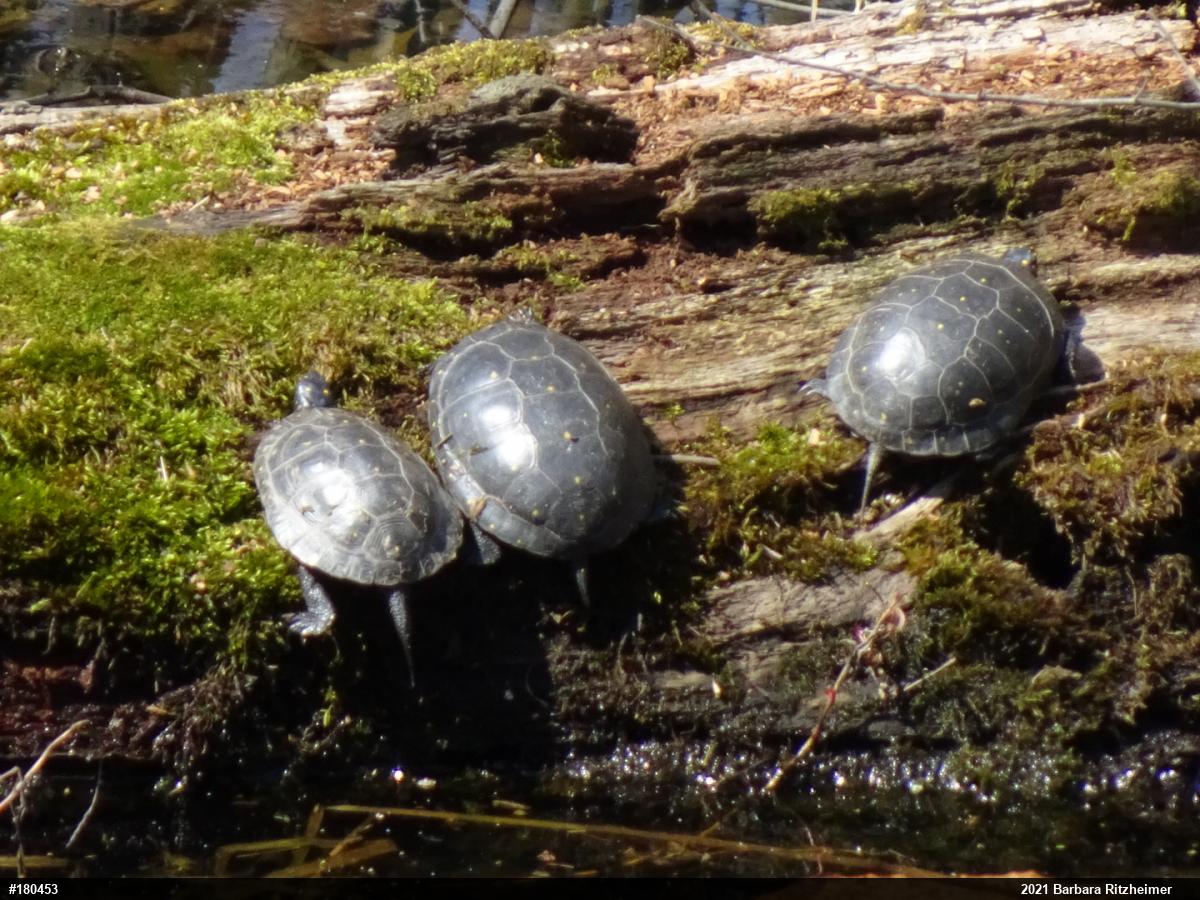 Spotted Turtle