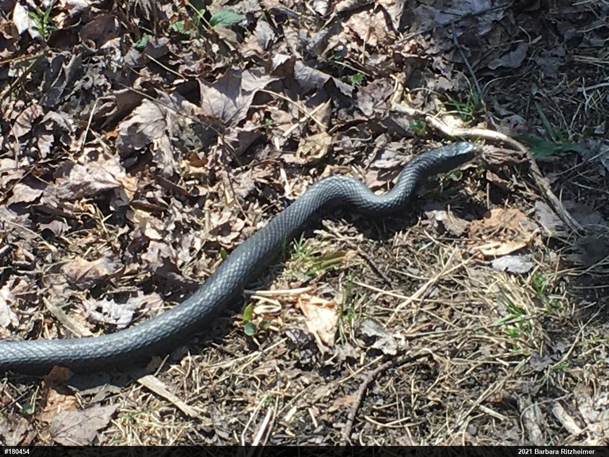 Northern Black Racer