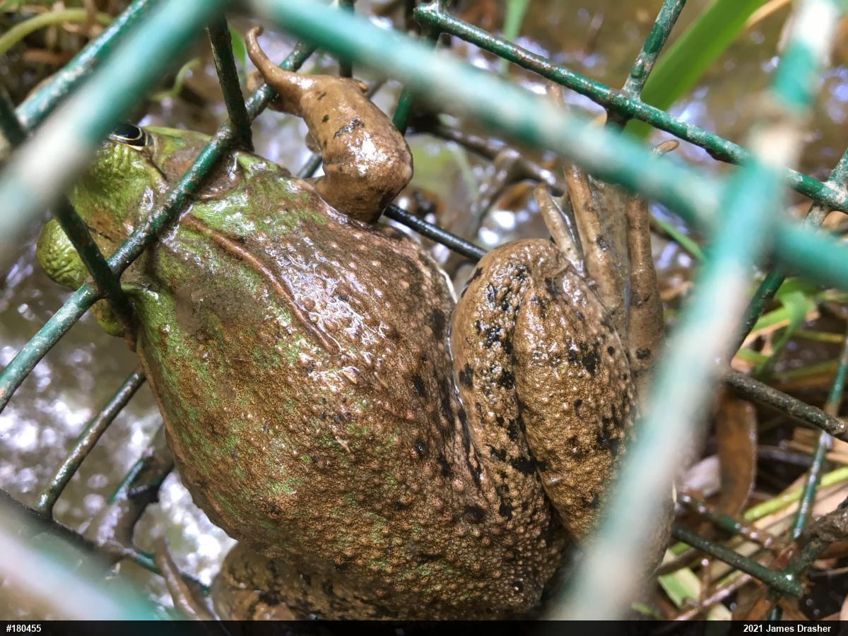 Green Frog