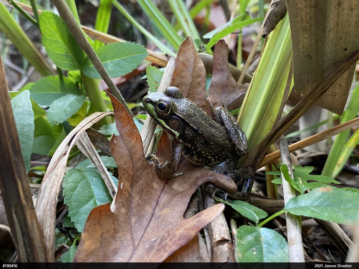 Green Frog