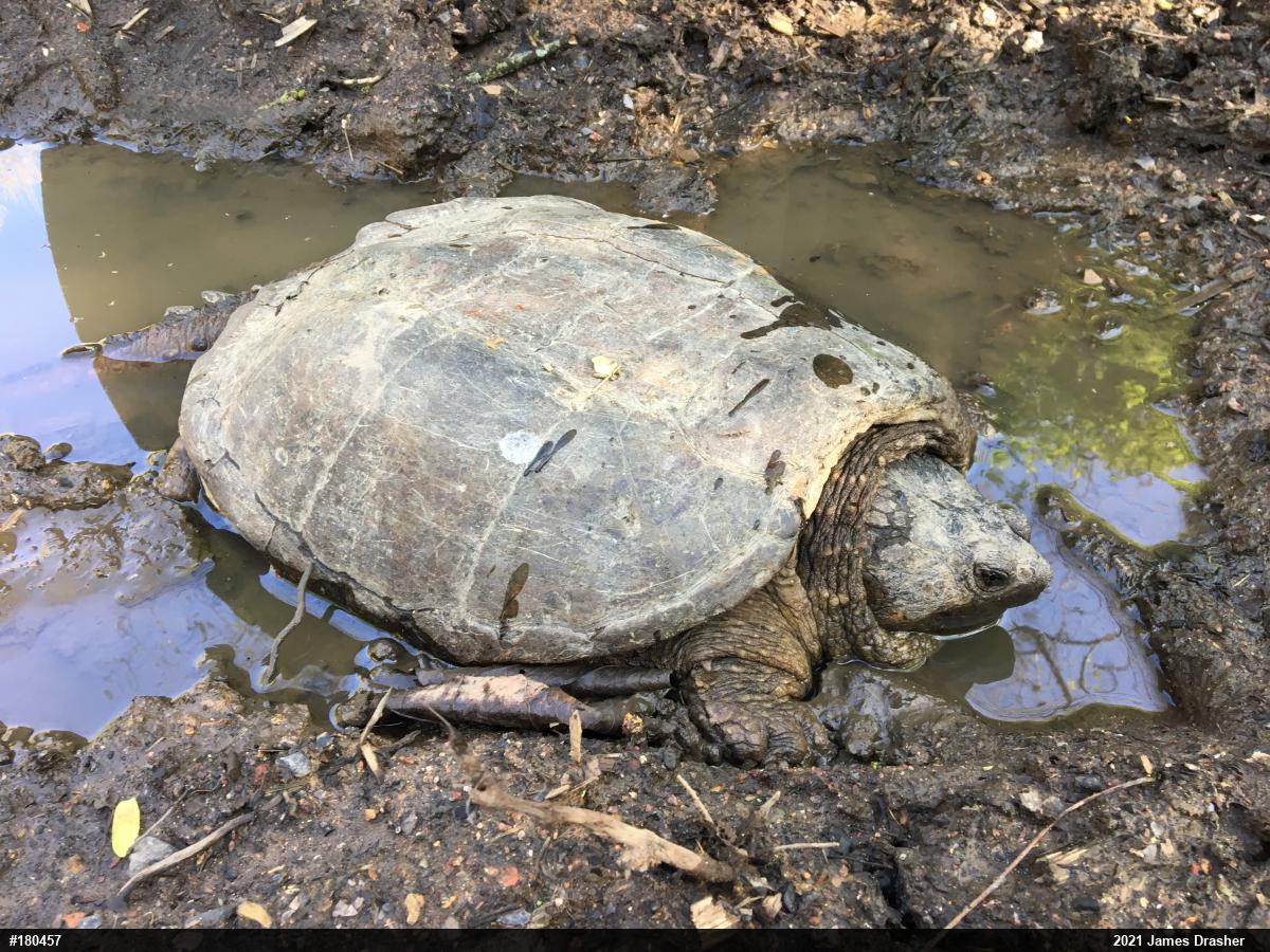 Snapping Turtle