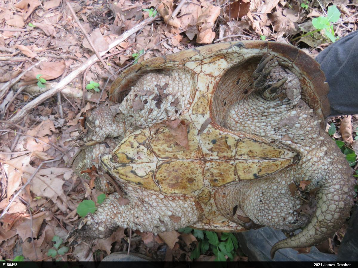 Snapping Turtle
