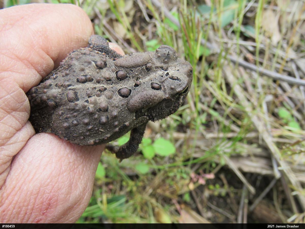 Eastern American Toad