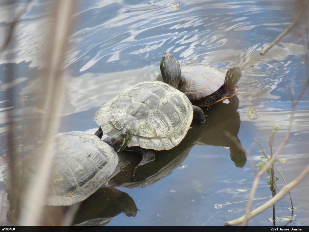 Red-eared Slider