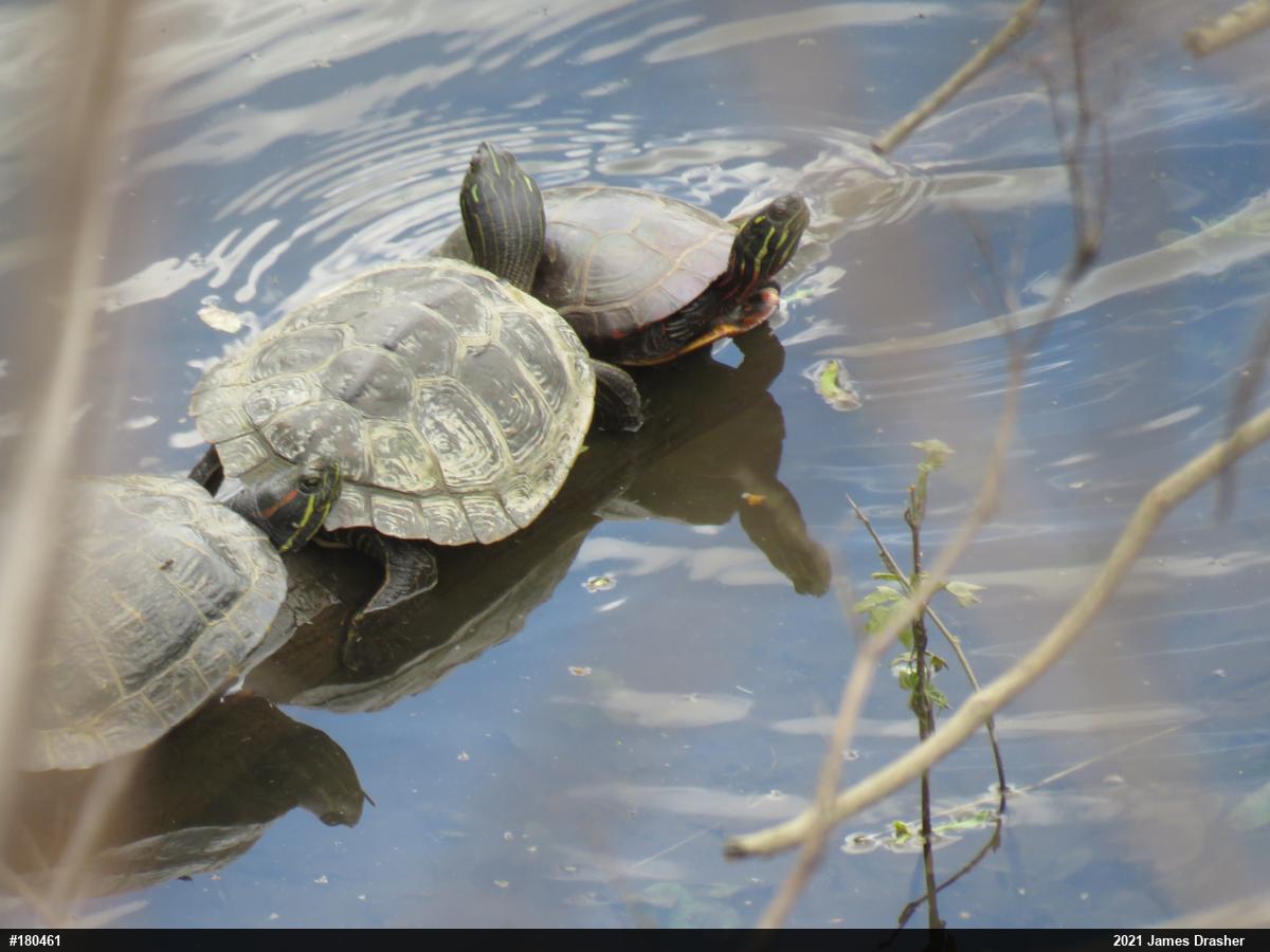 Painted Turtle
