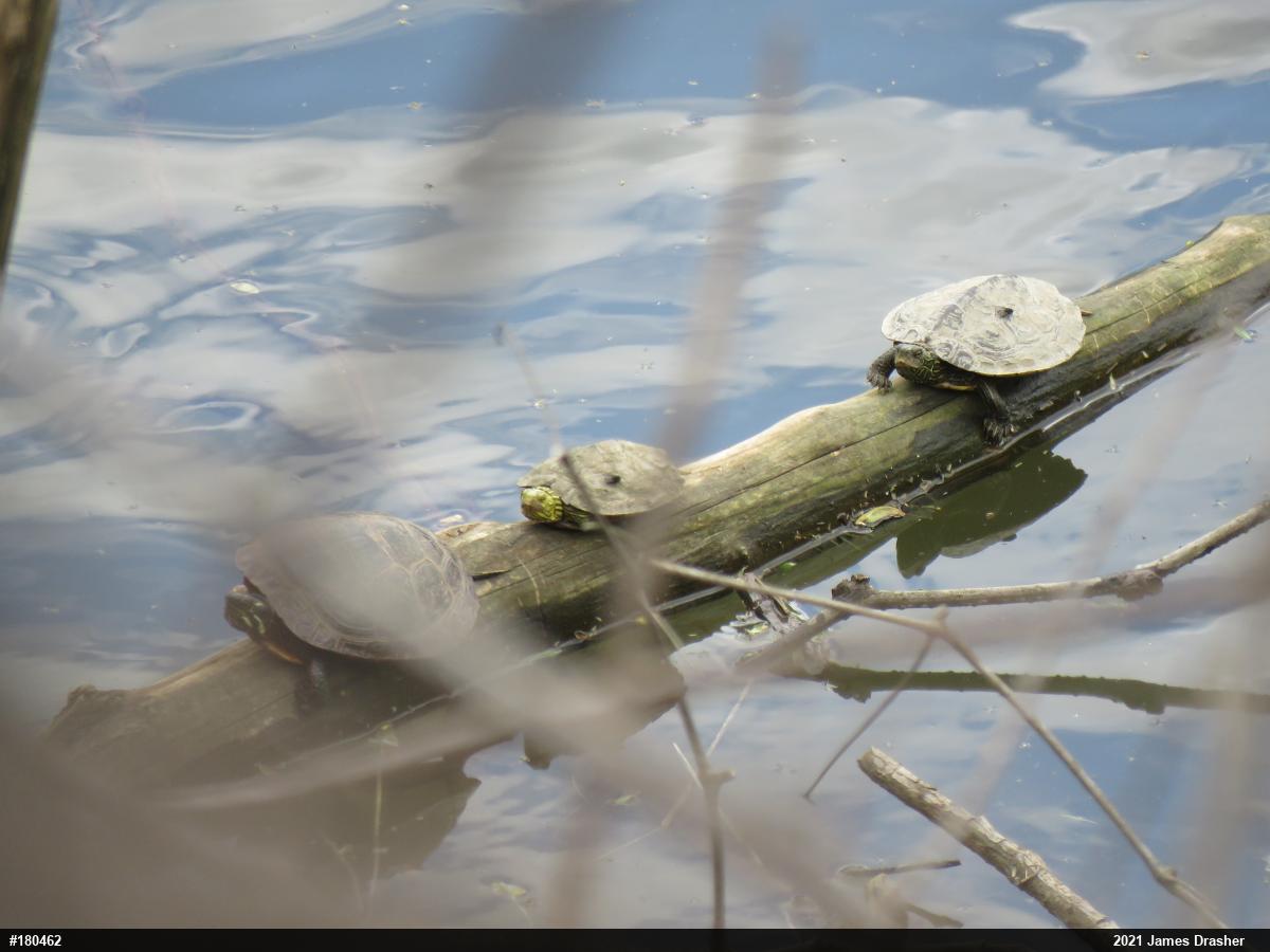 Northern Map Turtle
