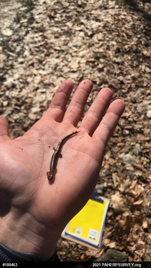 Eastern Red-backed  Salamander