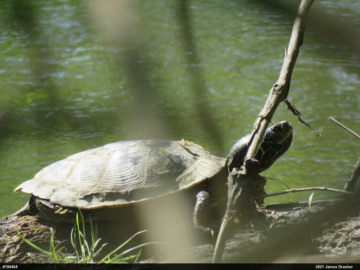Northern Map Turtle
