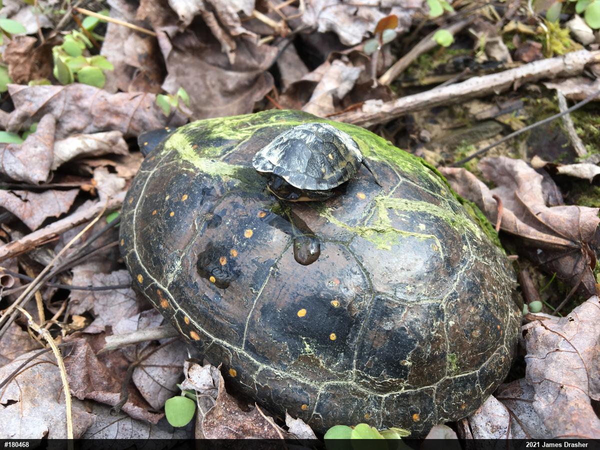 Spotted Turtle