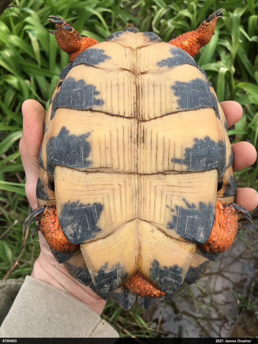 Wood Turtle