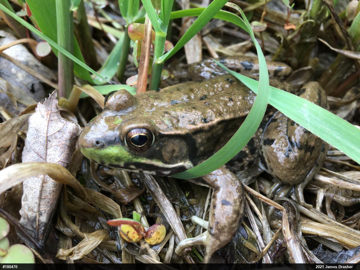 Green Frog