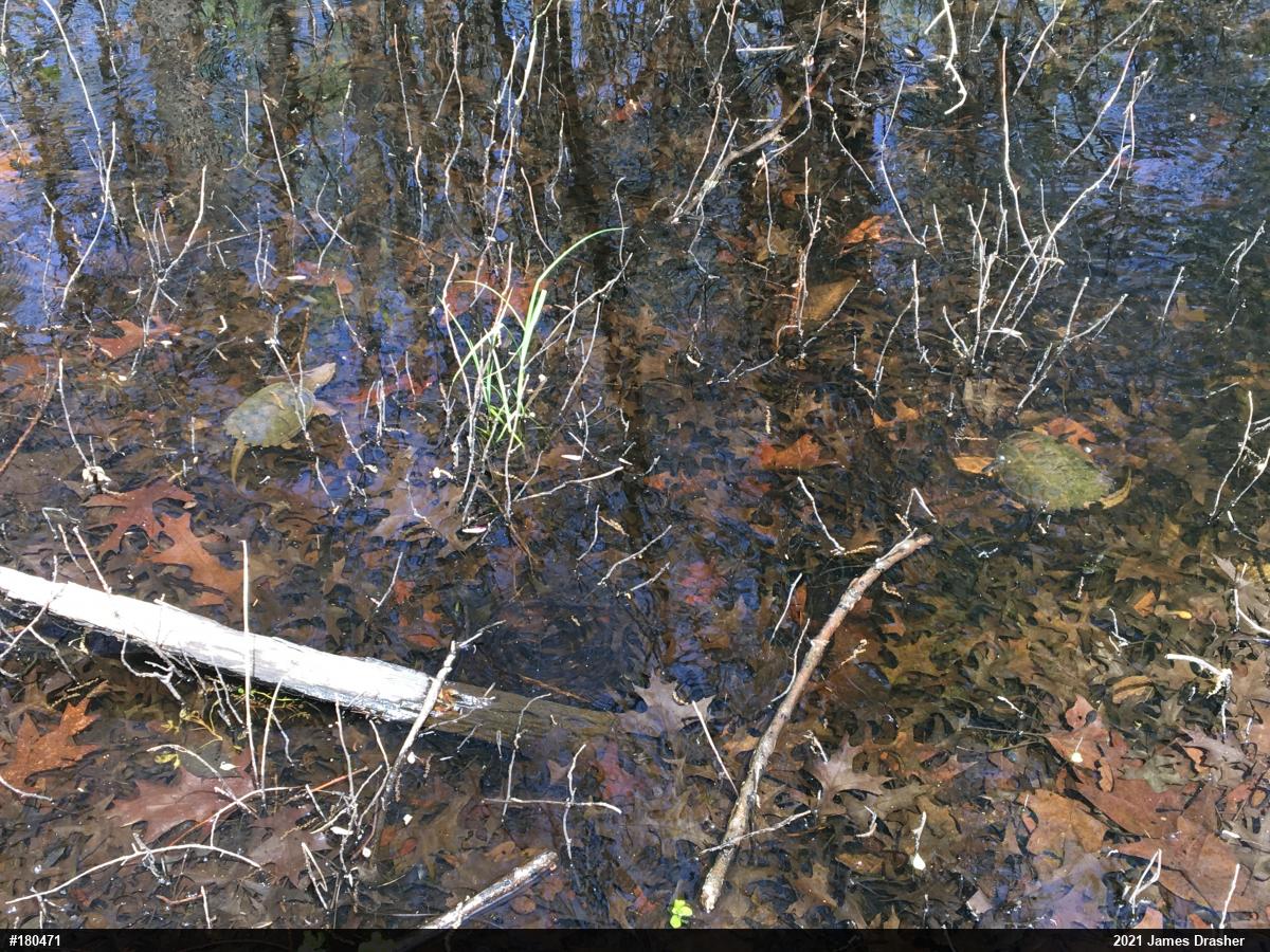 Snapping Turtle