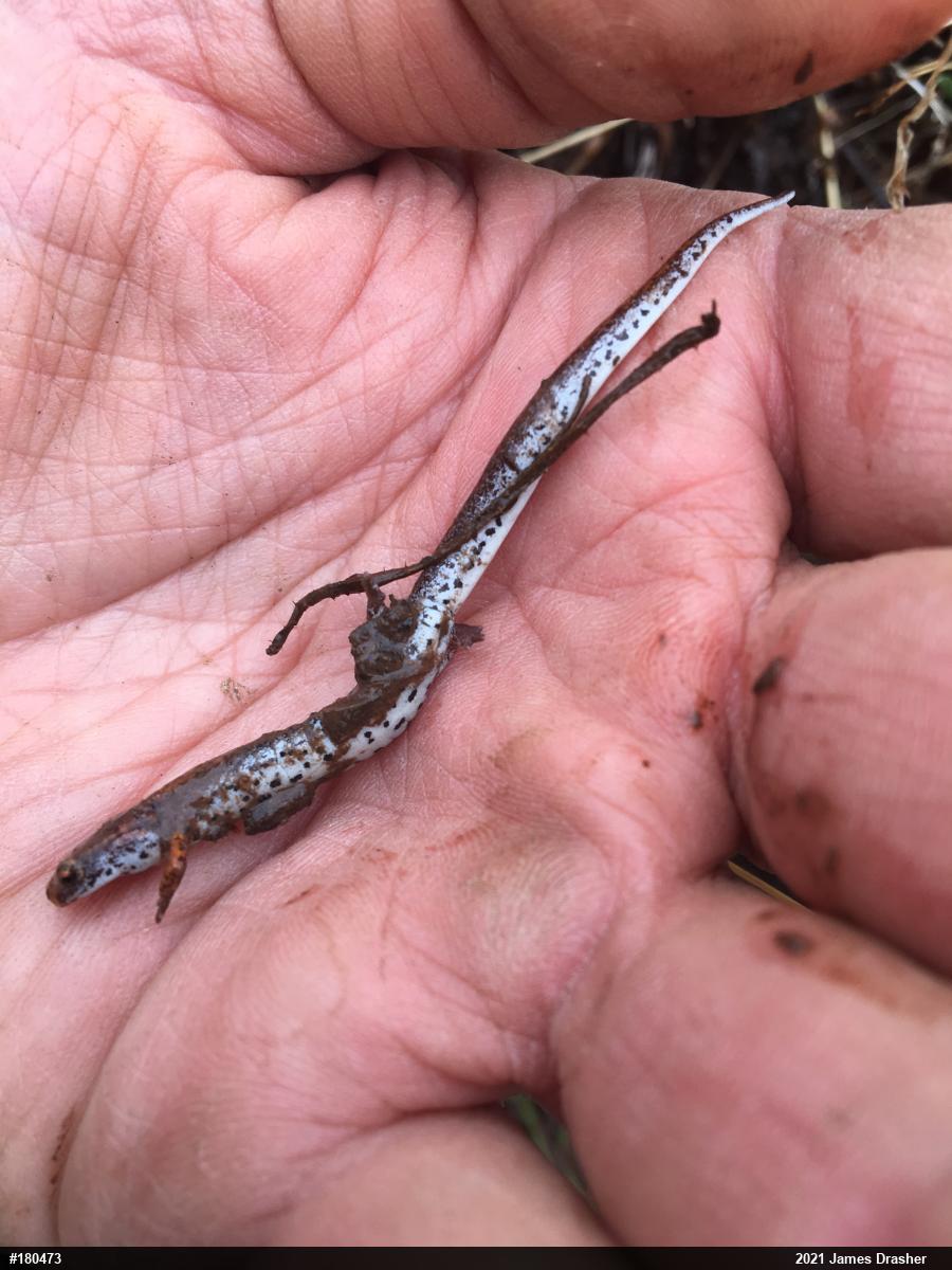 Four-toed Salamander