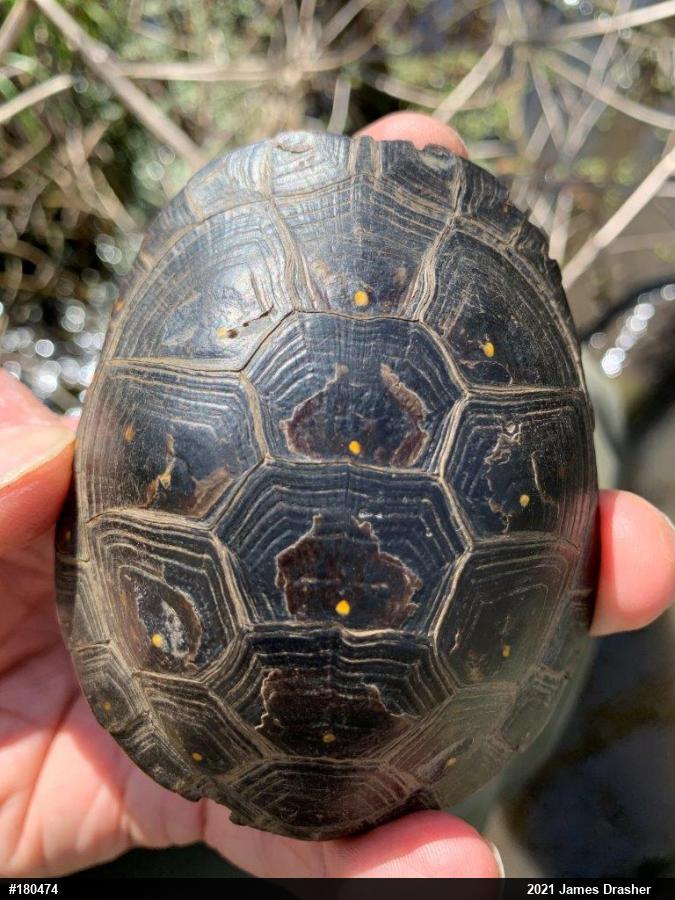 Spotted Turtle
