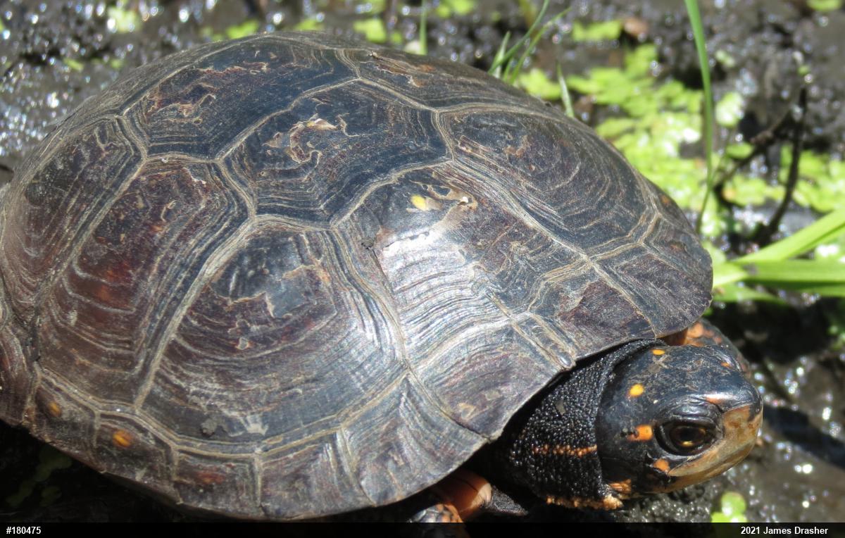Spotted Turtle