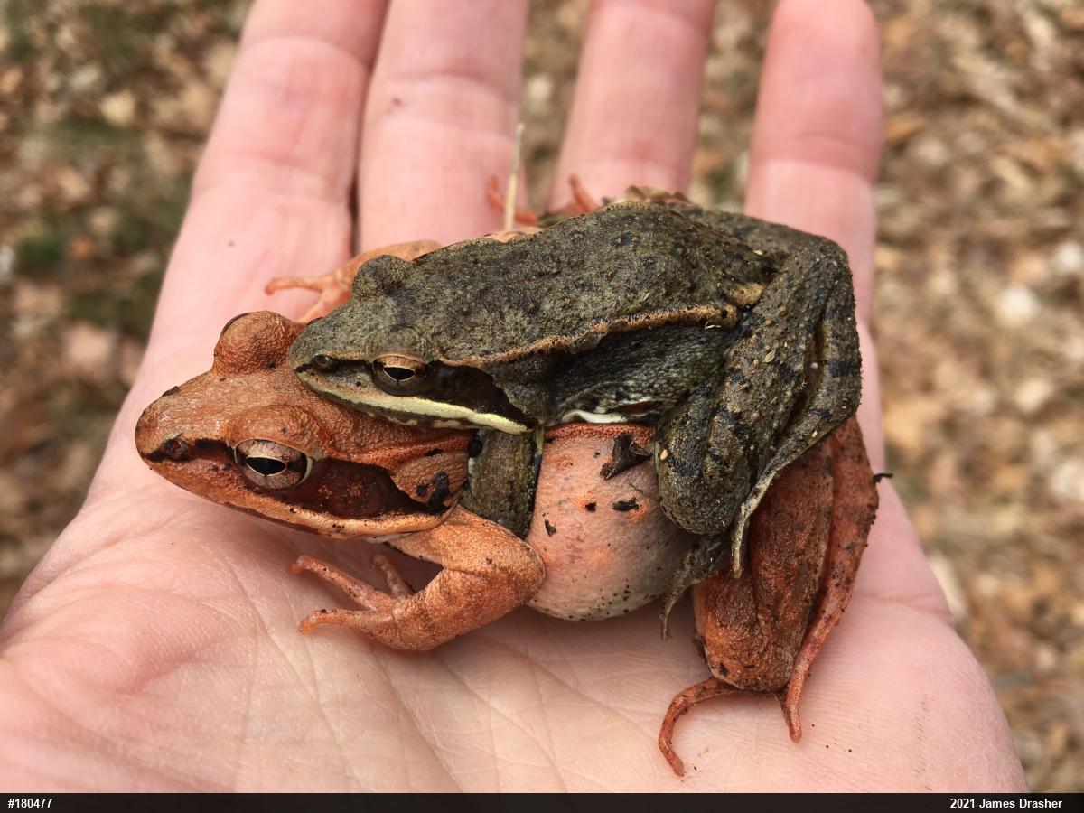 Wood Frog