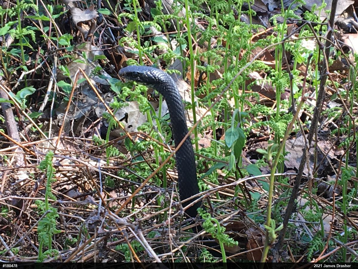 Northern Black Racer