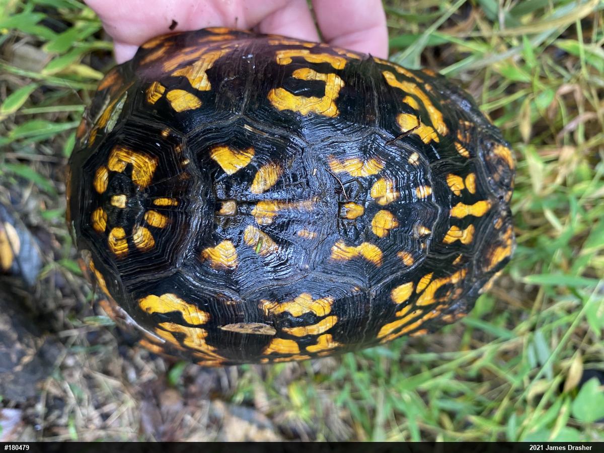 Eastern Box Turtle