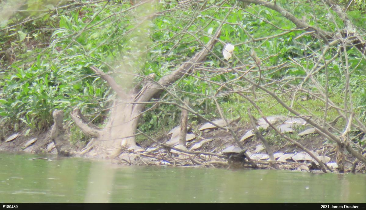 Eastern Spiny Softshell