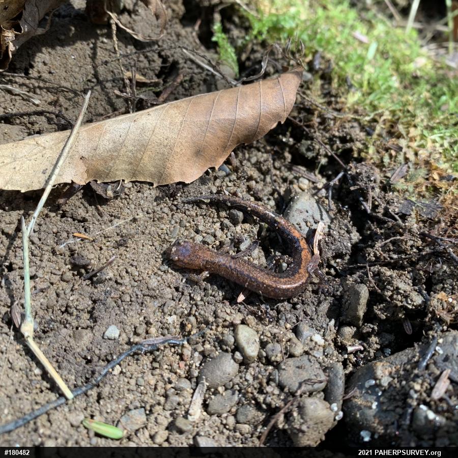 Eastern Red-backed  Salamander