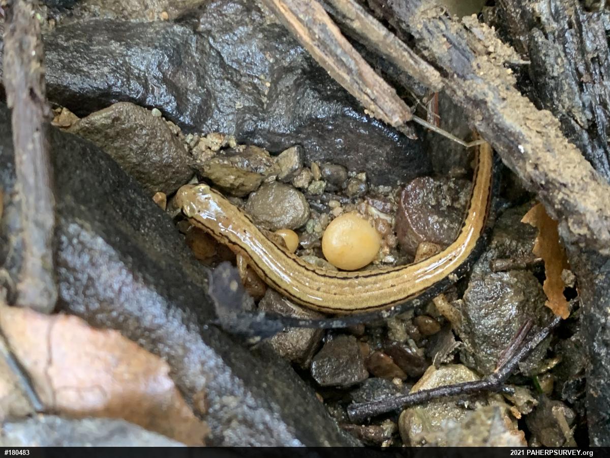 Northern Two-lined Salamander