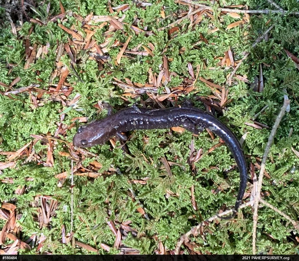 Allegheny Mountain Dusky Salamander