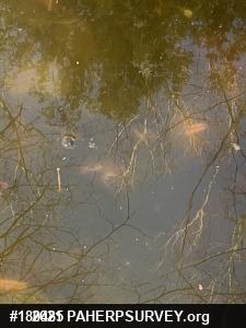 Wood Frog