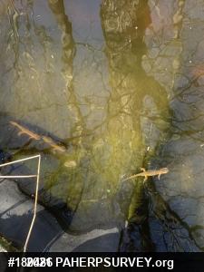 Red-spotted Newt