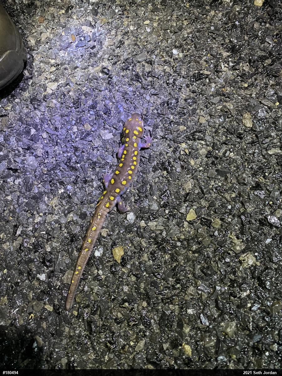 Spotted Salamander