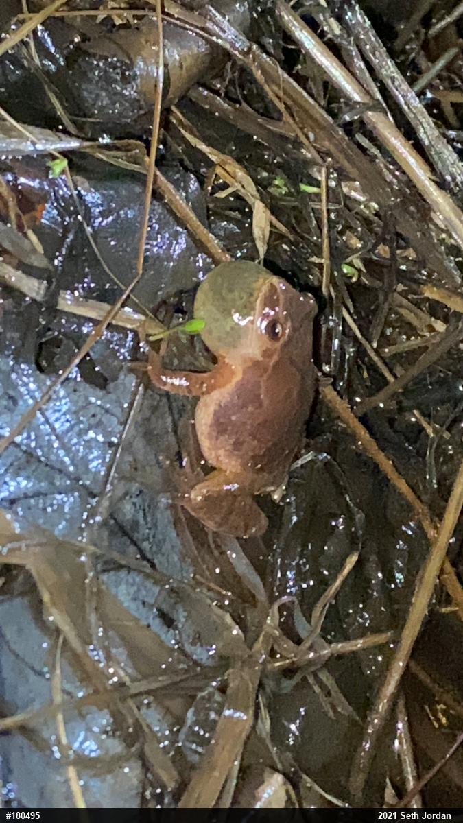 Spring Peeper