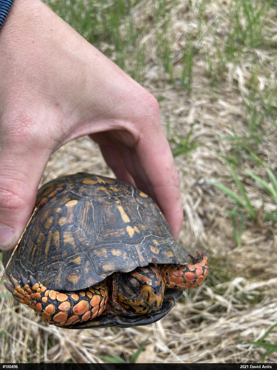 Eastern Box Turtle