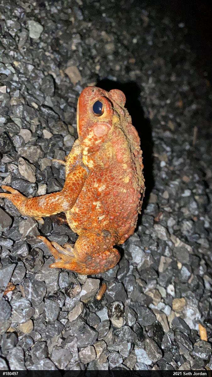 Eastern American Toad