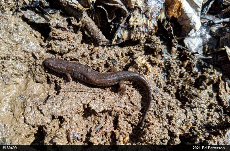 Northern Dusky Salamander