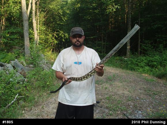 Timber Rattlesnake