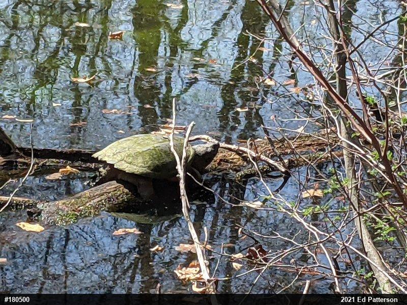 Snapping Turtle