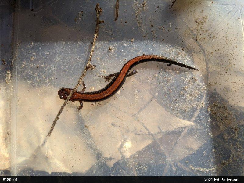 Eastern Red-backed  Salamander