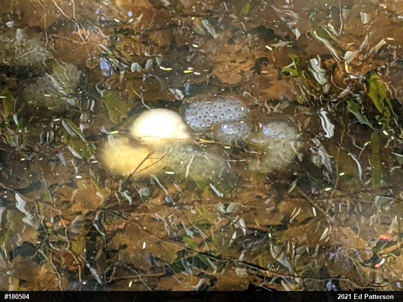 Spotted Salamander
