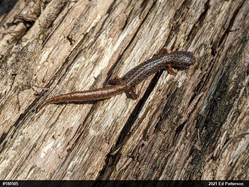 Four-toed Salamander