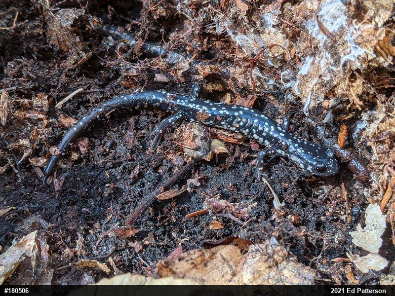 Northern Slimy Salamander