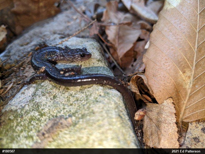 Wehrle's Salamander