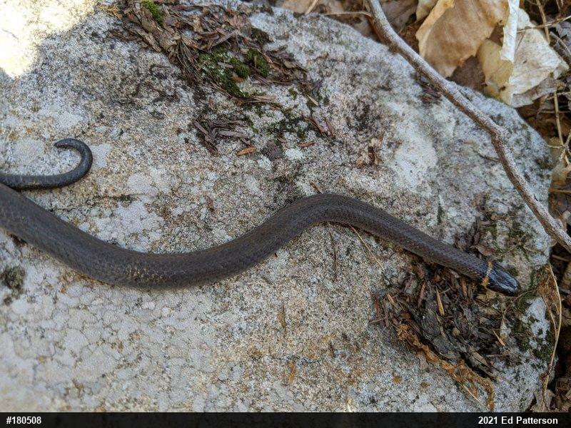 Northern Ring-necked Snake