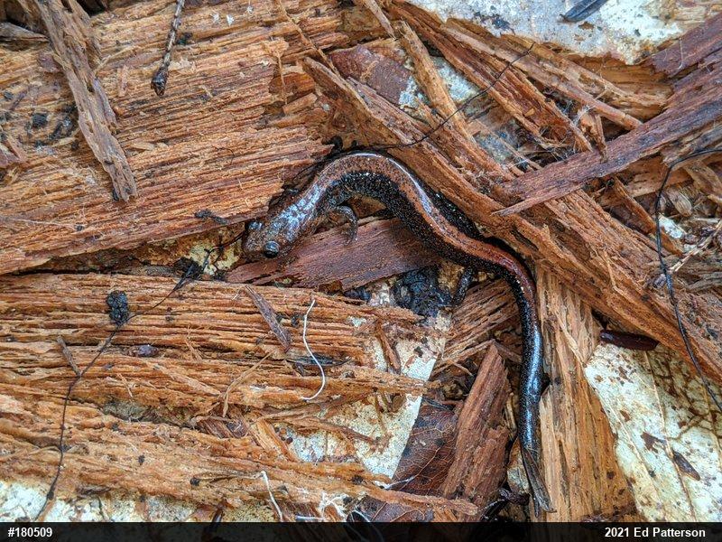 Eastern Red-backed  Salamander