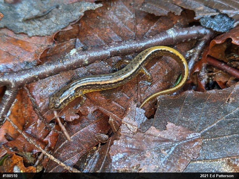 Northern Two-lined Salamander