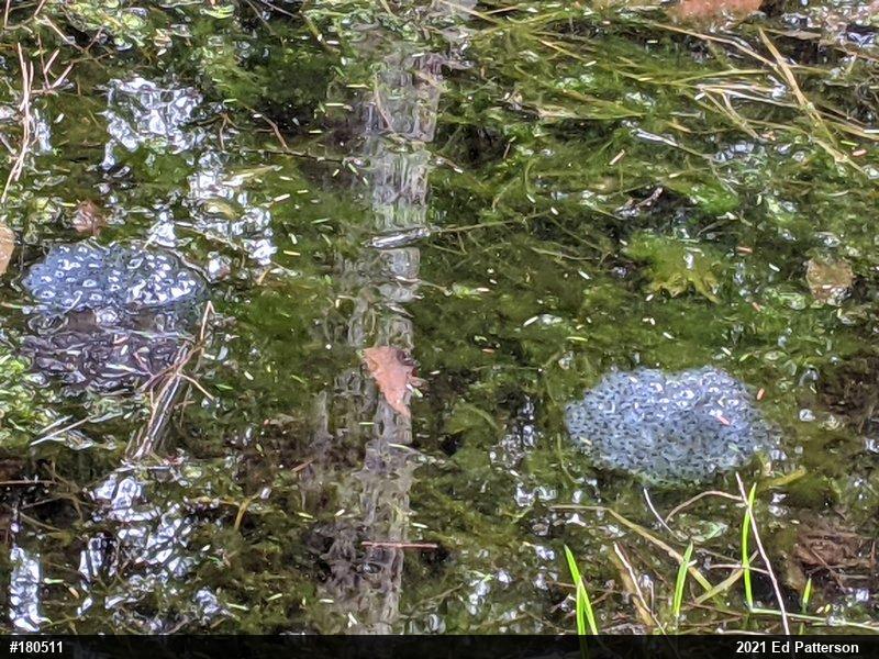 Wood Frog